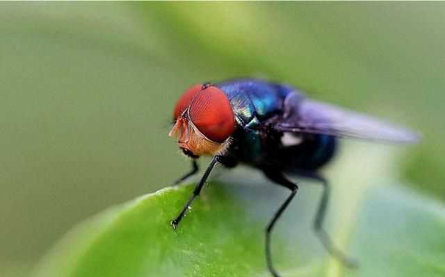 蒼蠅通過什么分辨氣味，蒼蠅討厭什么樣的花香？圖1