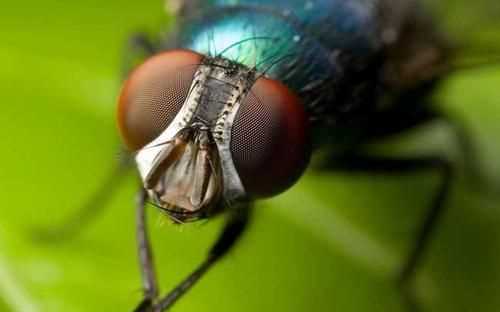 蒼蠅通過什么分辨氣味，蒼蠅討厭什么樣的花香？圖3