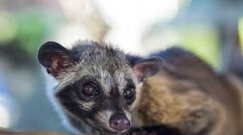 什么動(dòng)物冬天不敢出門打一生肖