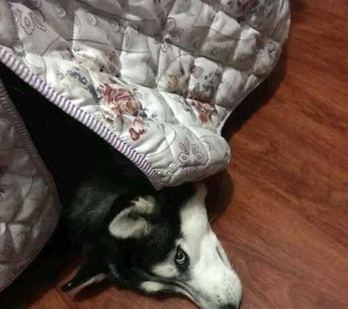 什么動(dòng)物冬天不敢出門打一生肖