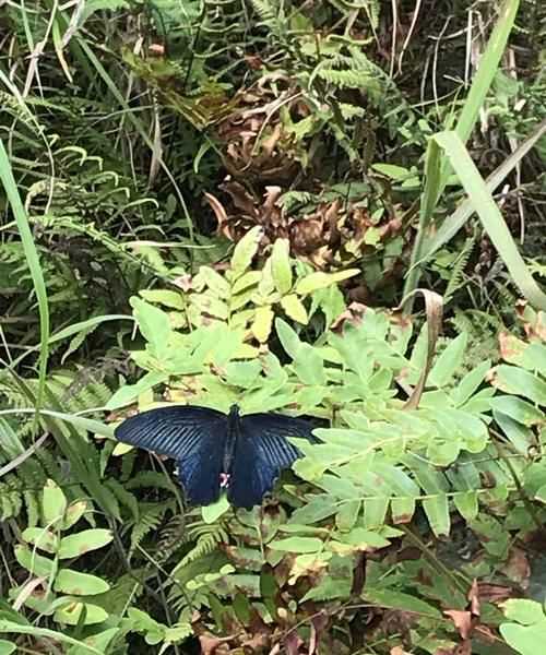 夏日的風(fēng)溫馨的語句