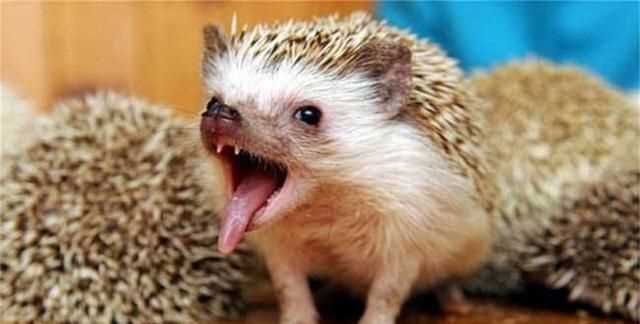 除了刺猬,還有什么動物帶刺?