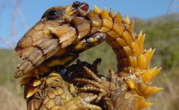 渾身帶刺的動物,除了刺猬,還有什么動物帶刺?圖2