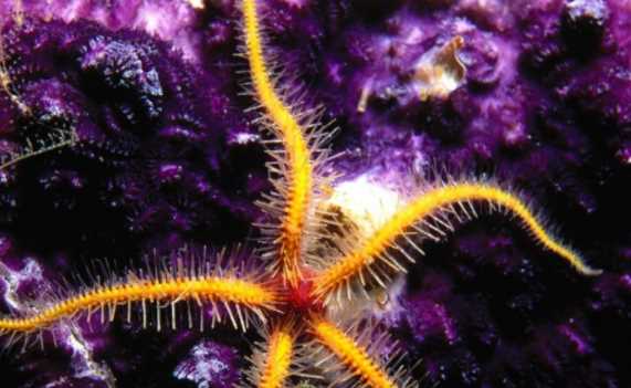 渾身帶刺的動物,除了刺猬,還有什么動物帶刺?圖3