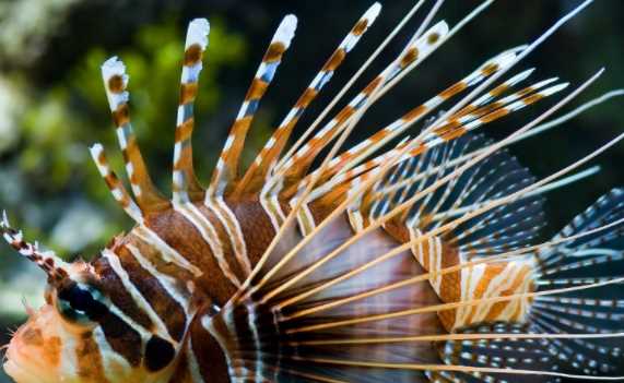 渾身帶刺的動物,除了刺猬,還有什么動物帶刺?圖5