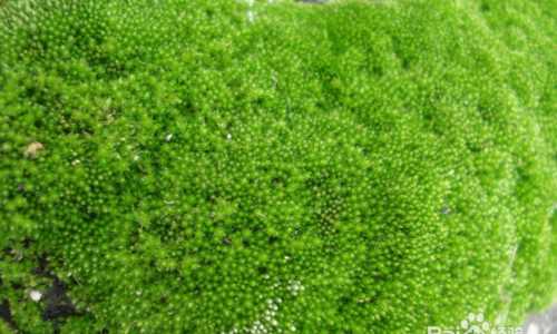 塑料桶放水時間長了長了綠苔怎么清理