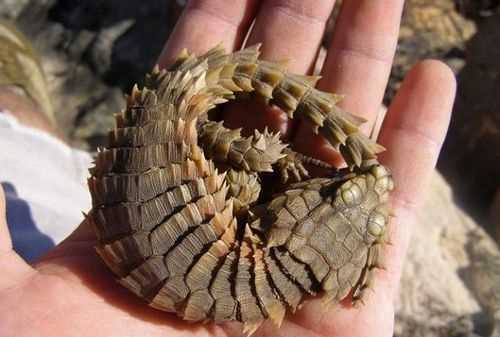 帶刺的動物有哪些?