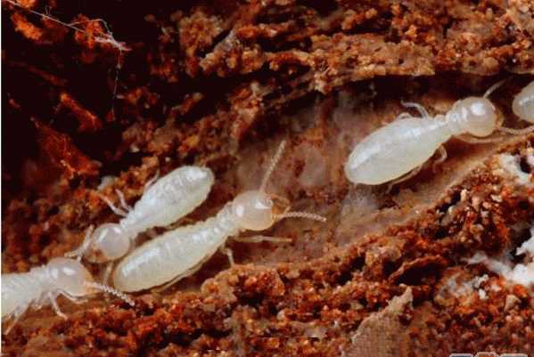 治白蟻?zhàn)詈米羁斓姆椒?></p>
<h2>怎樣治白蟻?zhàn)羁?/h2>
<p>在白蟻的洞穴灌水或煙熏，但要堵住封死另一個(gè)出口，以防白蟻逃走。</p>
<h2>煤油能治白蟻嗎</h2>
<p>沒有多大的預(yù)防效果，煤油所含成分并不是白蟻所厭惡的，建議用專門對付白蟻的預(yù)防藥物。</p>
<p>白蟻危害所造成的損失是驚人的，這些危害主要表現(xiàn)在以下幾個(gè)方面： 一、對農(nóng)作物的危害：一般來說，白蟻對我國農(nóng)作物還不是重要的害蟲。但是對經(jīng)濟(jì)作物甘蔗來說危害還是較為嚴(yán)重的。其種類主要有：臺(tái)灣家白蟻，黃翅大白蟻，黑翅土白蟻，海南土白蟻，臺(tái)灣乳白蟻。 二、對樹木的危害：危害樹木的白蟻種類很多，其主要種類有：新白蟻，堆砂白蟻，家白蟻，樹白蟻，散白蟻，木鼻白蟻，土白蟻和大白蟻，原白蟻等。 三、對房屋建筑的破壞：白蟻對房屋建筑的破壞，特別是對磚木結(jié)構(gòu)、木結(jié)構(gòu)建筑的破壞尤為嚴(yán)重。由于其隱藏在木結(jié)構(gòu)內(nèi)部，破壞或損壞其承重點(diǎn)，往往造成房屋突然倒塌，引起人們的極大關(guān)注。</p>
            <div   id=