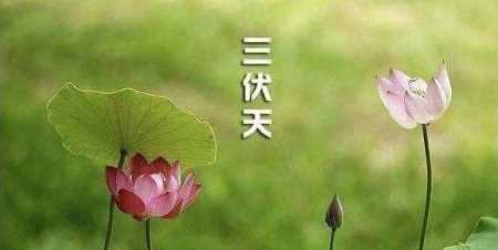 什么時候初伏天開始,2021三伏天從什么時候開始到什么時候結(jié)束