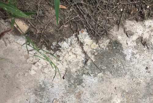 螞蟻藥在空氣中多久失效