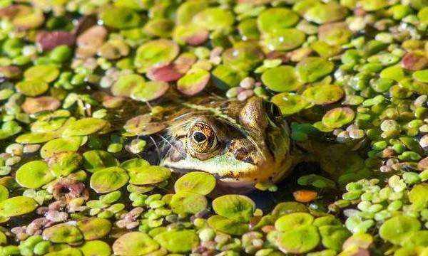 什么是冷血?jiǎng)游?冷血?jiǎng)游锏难鞘裁搭伾珗D6