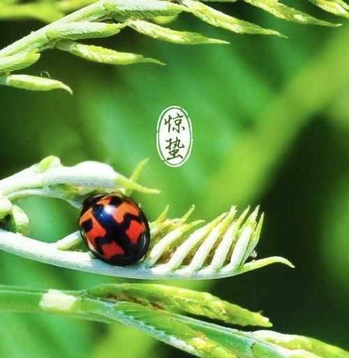 驚蟄有風(fēng)什么說法