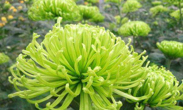 綠菊花的花語(yǔ)和寓意,綠色的菊花代表什么象征意義圖3