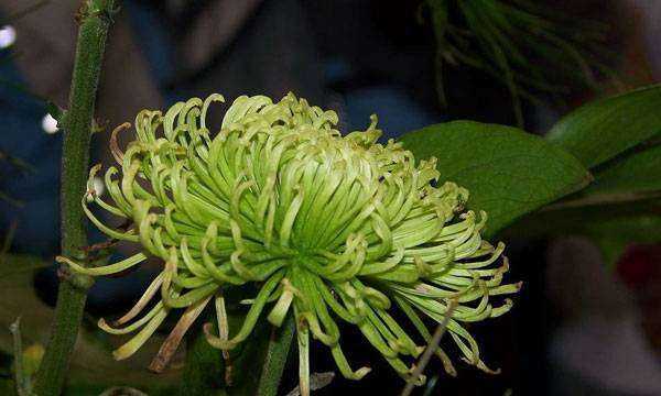 綠菊花的花語(yǔ)和寓意,綠色的菊花代表什么象征意義圖4