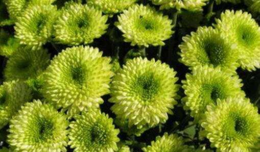 綠菊花的花語(yǔ)和寓意,綠色的菊花代表什么象征意義圖5