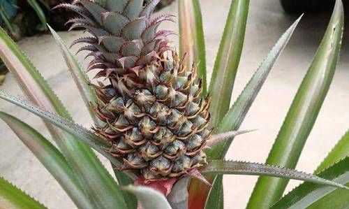 菠蘿里有白色的像小花一樣的東西是什么