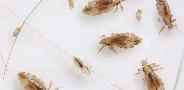 跳蚤藥對(duì)人身體有沒有害,跳蚤粉對(duì)人體有害嗎圖1