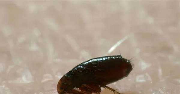 跳蚤藥對(duì)人身體有沒有害,跳蚤粉對(duì)人體有害嗎圖2