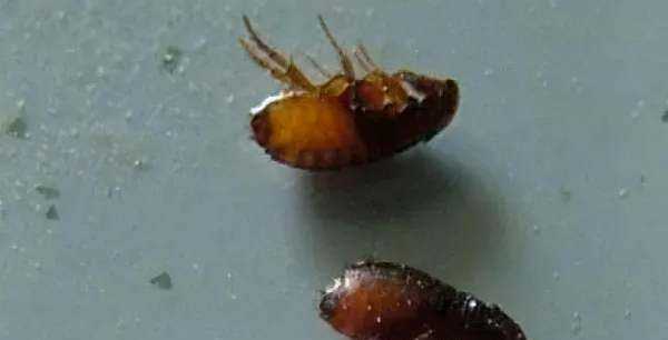 跳蚤藥對(duì)人身體有沒有害,跳蚤粉對(duì)人體有害嗎圖3