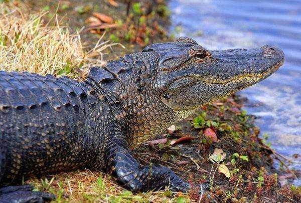 湖北鄂州的由來,湖北簡稱鄂的由來怎么讀圖6