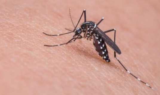 蚊子用什么藥殺滅最好,殺蚊子最強(qiáng)的農(nóng)藥圖6