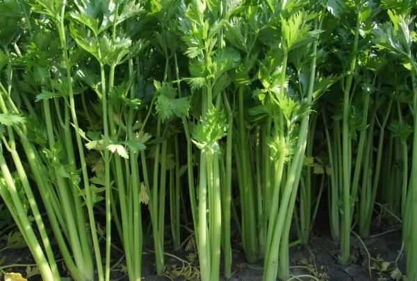 什么是水芹菜,水芹菜的營養(yǎng)價(jià)值和功效圖6