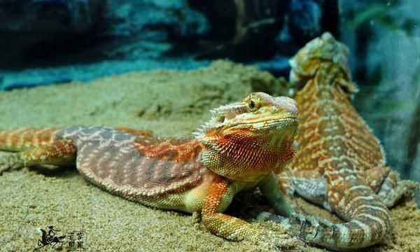 冷血?jiǎng)游锏难鞘裁搭伾?></p>
<h2>冷血?jiǎng)游锸侵甘裁磩?dòng)物?</h2>

<p>冷血?jiǎng)游镌谏飳W(xué)上名稱為變溫動(dòng)物。除了哺乳類和鳥類的動(dòng)物，地球上的動(dòng)物大部分都是變溫動(dòng)物。</p>

<p>變溫動(dòng)物因?yàn)閯?dòng)物的體內(nèi)沒(méi)有自身調(diào)節(jié)體溫的機(jī)制，僅能靠自身行為來(lái)調(diào)節(jié)體熱的散發(fā)或從外界環(huán)境中吸收熱量來(lái)提高自身的體溫。</p>

<p>當(dāng)外界環(huán)境的溫度升高時(shí)，動(dòng)物的代謝率隨之升高，體溫也逐漸上升，它們便被動(dòng)地離開不利的環(huán)境；當(dāng)外界環(huán)境的溫度降低時(shí)，動(dòng)物的代謝率也隨之降低，體溫也逐漸下降。所以它們或是移向日光下取暖來(lái)提高體溫，或是鉆進(jìn)地下、洞穴中進(jìn)行冬眠，或是游向溫暖水域，或是進(jìn)行夏眠。</p>

<p>變溫動(dòng)物的體溫處于酶的最適溫度時(shí)，酶活性大；低于此最適溫度時(shí)，酶活性低。這可以解釋變溫動(dòng)物的生存能動(dòng)性低于恒溫動(dòng)物。</p>

<p>恒溫動(dòng)物的機(jī)體功能可以隨時(shí)最大程度發(fā)揮，動(dòng)物的機(jī)體，反映能力是和體溫有關(guān)系的，體溫適宜的時(shí)候就會(huì)反映機(jī)敏，有力，例如變溫動(dòng)物蛇，蛇在早晨的時(shí)候，由于外界溫度低，身體是發(fā)僵硬的，很難出來(lái)活動(dòng)，而恒溫動(dòng)物的活動(dòng)在任何時(shí)候都不會(huì)受外界溫度的影響。</p>

<p><img src=