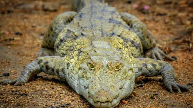 什么是冷血?jiǎng)游?></p>
<h2>什么是冷血?jiǎng)游?/h2>

<p> 冷血?jiǎng)游锸侵赋溉閯?dòng)物和鳥類之外的變溫動(dòng)物，例如蛇、蜥蜴、烏龜、蛙、鱷魚等均為冷血?jiǎng)游?，其體溫會(huì)隨著環(huán)境的變化而變化，常尋找涼爽或者溫暖的環(huán)境來(lái)改變自身的體溫，此外冷血?jiǎng)游镆话悴粫?huì)在夜晚進(jìn)行活動(dòng)，并且多數(shù)冷血?jiǎng)游锞哂卸叩牧?xí)性。</p>
<h2> 冷血?jiǎng)游锸悄姆N動(dòng)物</h2>
<p> <img src=