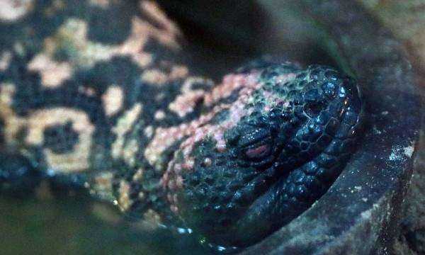 什么是冷血?jiǎng)游?冷血?jiǎng)游锏难鞘裁搭伾珗D5