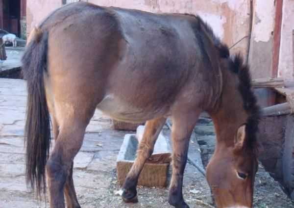 別人送了幾條紅色的魚好嗎