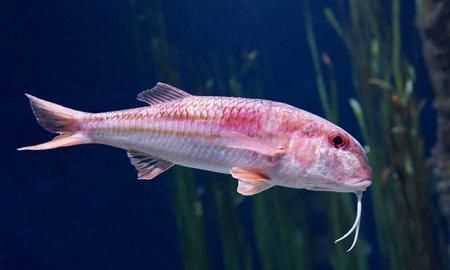 騾子是什么動(dòng)物