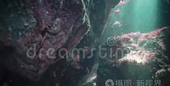 騾子是什么動(dòng)物