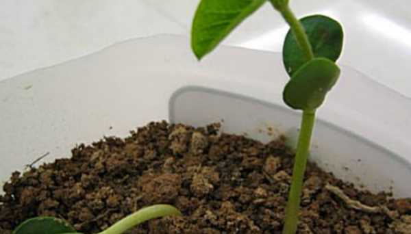 黃豆的生長過程,黃豆的生長過程是什么樣子的圖2