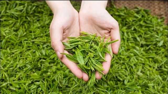 秋茶是什么意思，秋茶什么意思？圖3