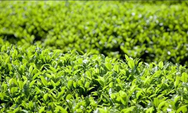 秋茶是什么意思，秋茶什么意思？圖4