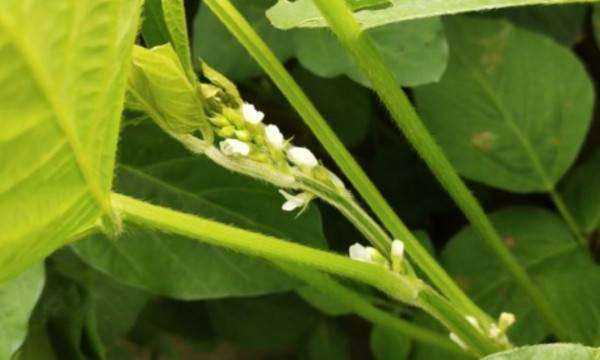 黃豆的生長過程,黃豆的生長過程是什么樣子的圖5