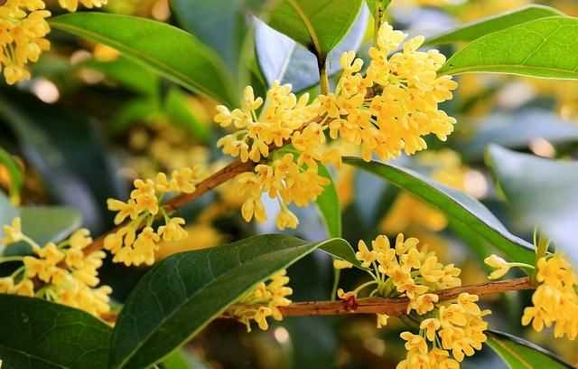 七夕是什么節(jié)，七夕描寫的是什么季節(jié)？圖1