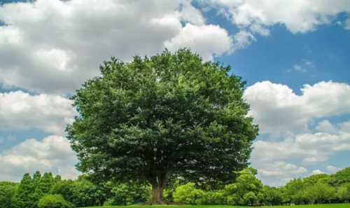 樹的作用和用途有哪些圖片
