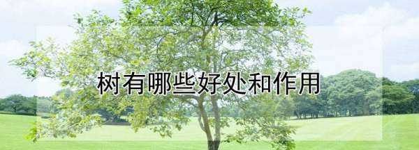 樹木的作用和好處視頻,樹的作用和用途有哪些圖片圖3