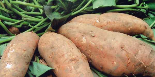 甘薯是什么顏色的,甘薯是什么東西圖1