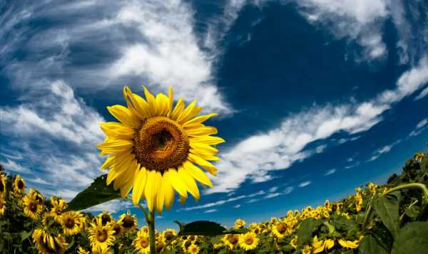 向日葵傳播種子的方法,什么樹是靠風(fēng)傳播種子圖3