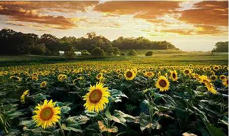 向日葵傳播種子的方法,什么樹是靠風(fēng)傳播種子圖4