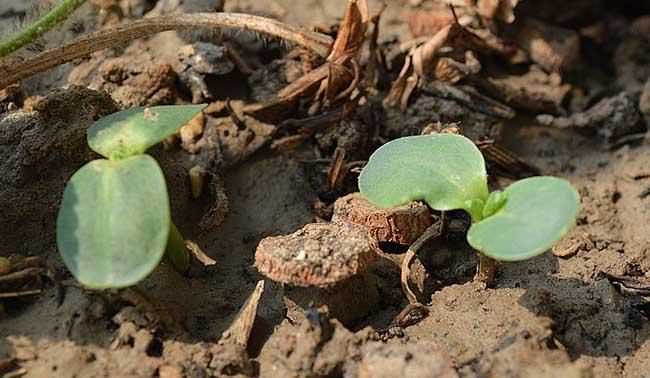向日葵傳播種子的方法有哪些二年級語文