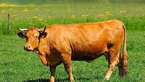 犇是什么意思,犇是什么意思圖4