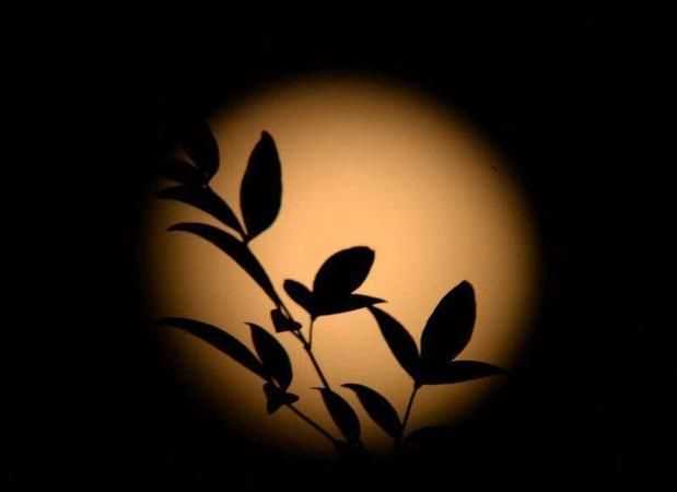 把月亮當(dāng)成人來寫的句子