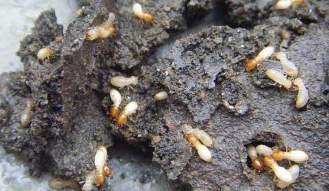 廣昆白蟻粉對人有什么危害