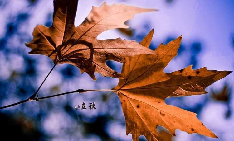 幾時立秋是什么意思