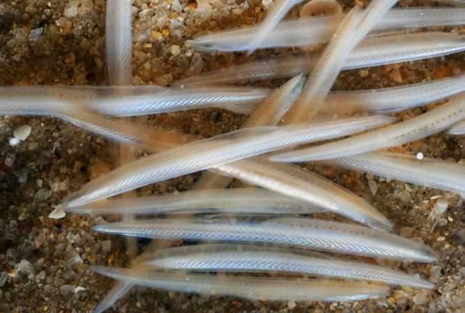 三個中國珍稀動物的名稱