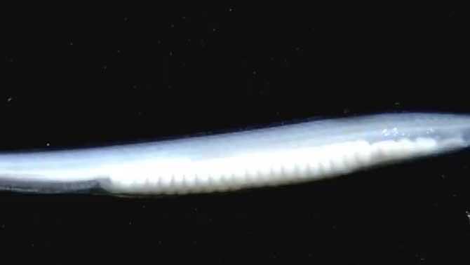 文昌魚和武昌魚的區(qū)別