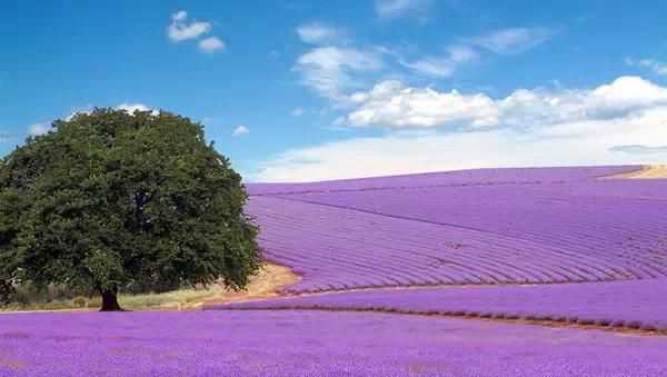 普羅旺斯是哪個(gè)國(guó)家的小鎮(zhèn)